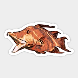 Hogfish Sticker